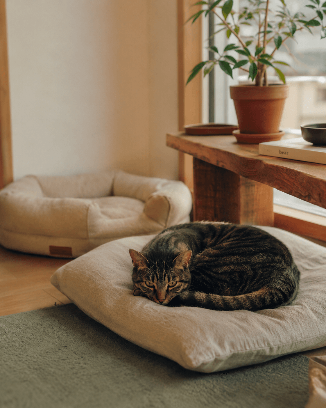 반려생활